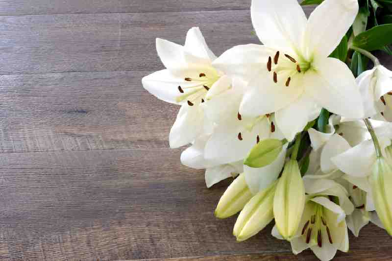 White Lily flowers