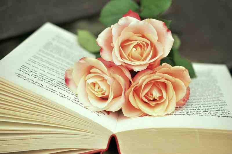 a-book-and-roses