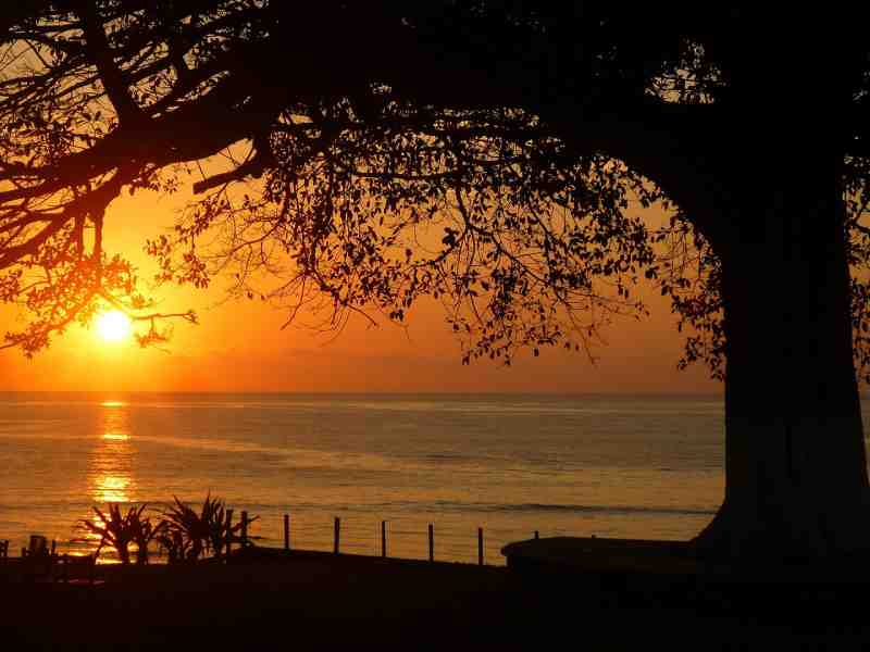 beach-sea-tree-view