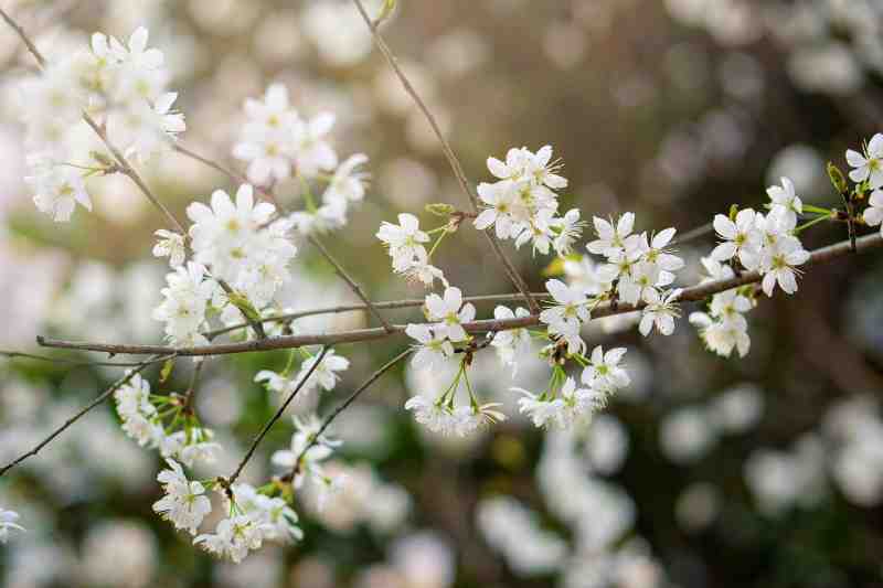 cherry-flowers