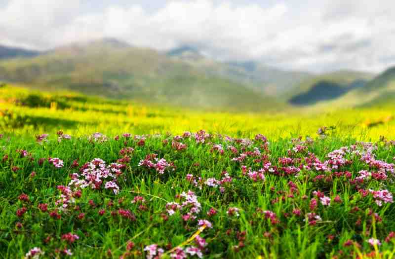 plant-alpine
