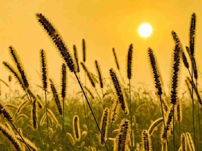 plants-field