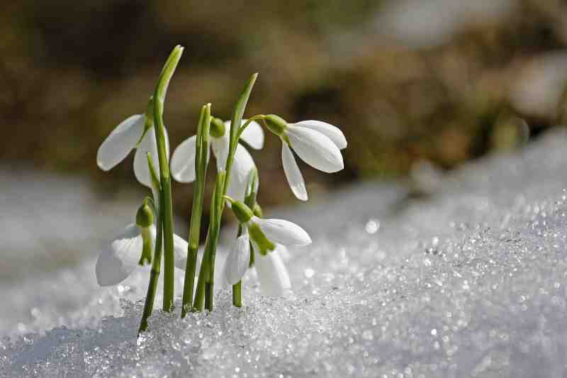 snowdrop-flower