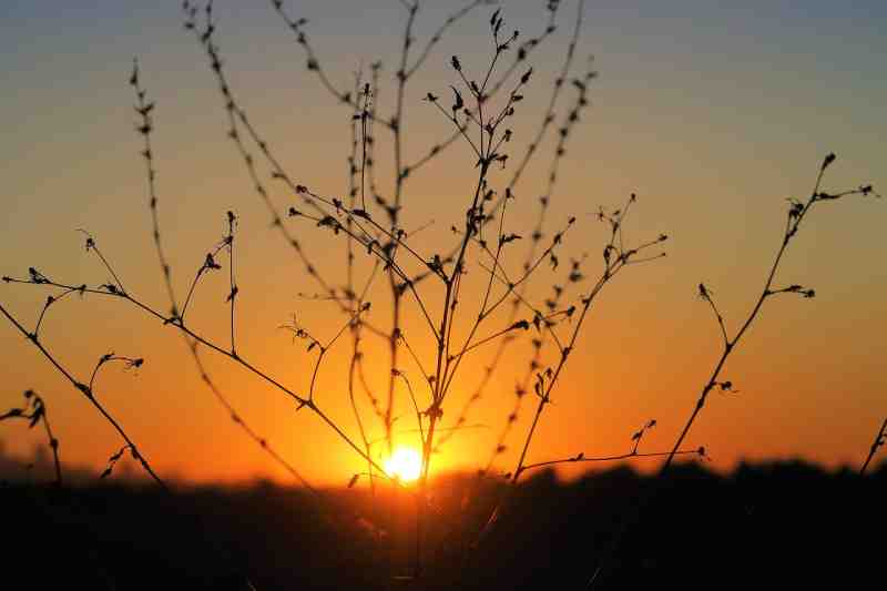 sunset-evening-nature-sky-forest