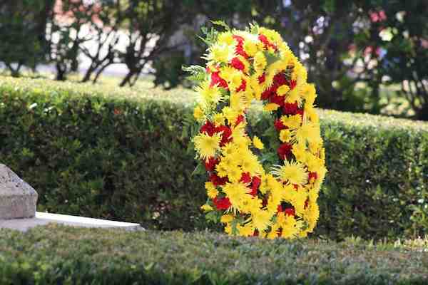 yellow-flowering-plants
