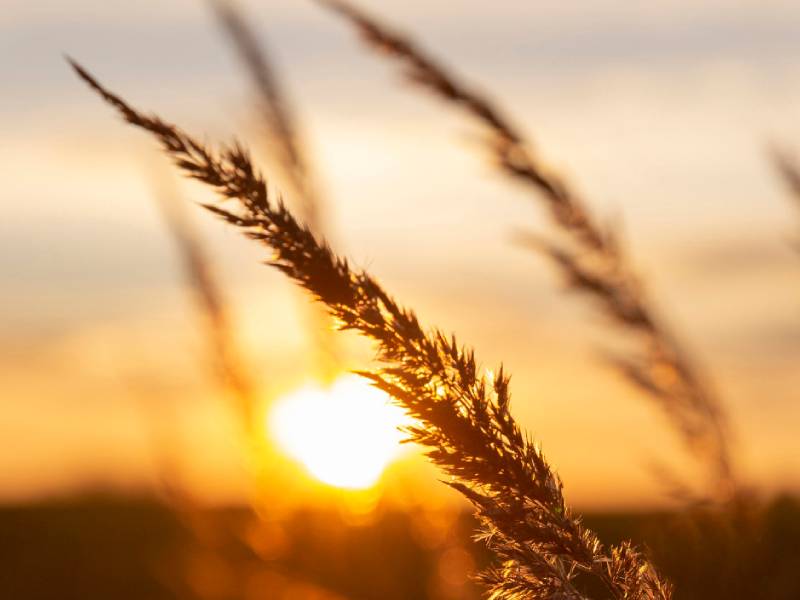 Sunset at crop field