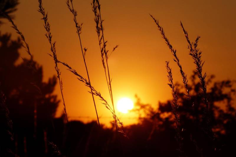 Sunset on wild grass